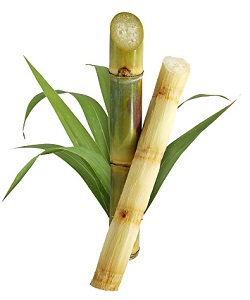 SUGARCANE 